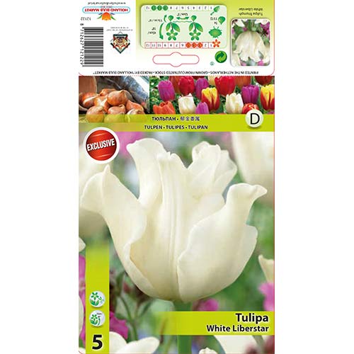 Tulipan Triumph White Liberstar - Cebule: Ilość w opakowaniu: 5 szt. - GradinaMax
