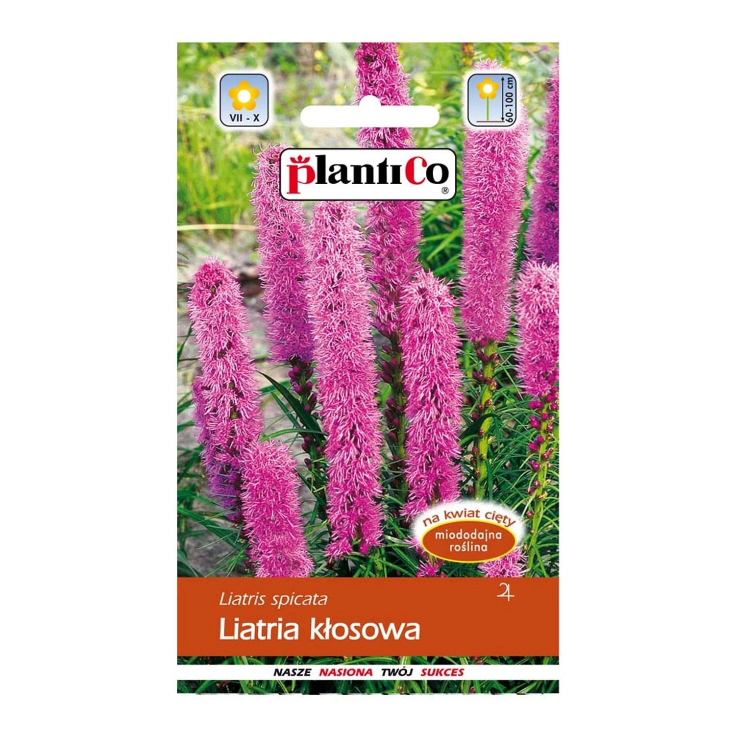 Liatra kłosowa
