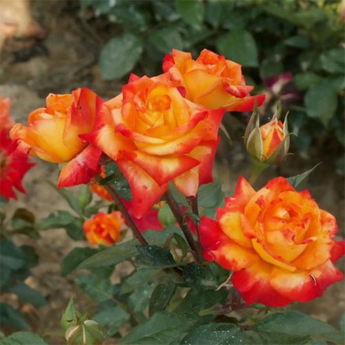 1 buc, Trandafir floribunda Samba - Butași: Mod de ambalare: 1 buc