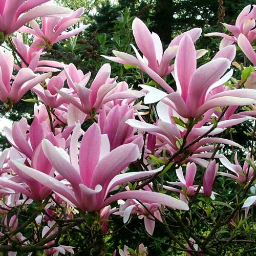 1 buc, Magnolia Betty - : Mod de ambalare: 1 buc