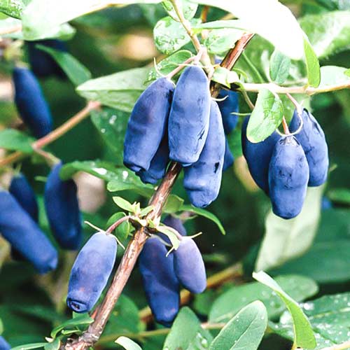 1 buc, Afin siberian (Boaba de miere) Sibirica - : Mod de ambalare: 1 buc