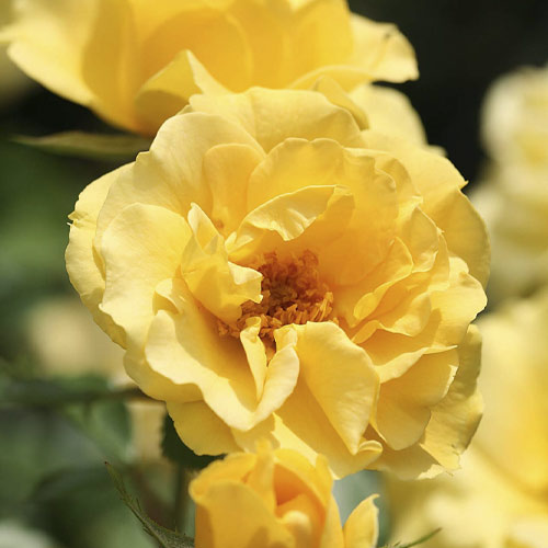 1 buc, Trandafir floribunda Dark Yellow Vaza , С3 - Răsaduri: Mod de ambalare: 1 buc