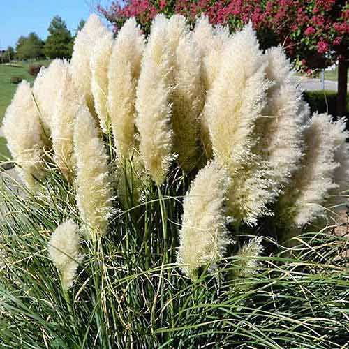 1 buc, Iarbă de pampas (Cortaderia Selloana) White - Răsaduri: Mod de ambalare: 1 buc