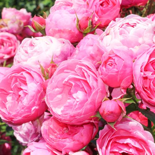 1 buc, Trandafir floribunda Pomponella - Butași: Mod de ambalare: 1 buc