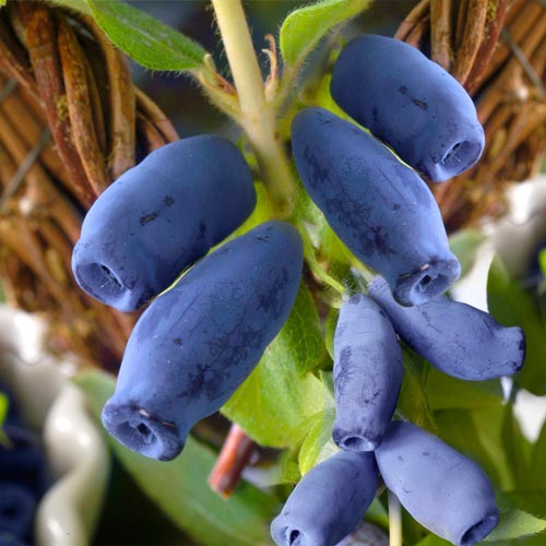 1 buc, Afin siberian (Boabă de miere) Honey Berry - : Mod de ambalare: 1 buc