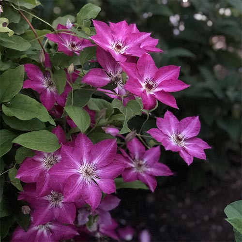 1 buc, Clematis Viva Polonia - Răsaduri: Mod de ambalare: 1 buc