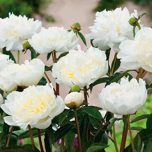 1 buc, Bujor Duchesse de Nemours - Bulbi: Mod de ambalare: 1 buc