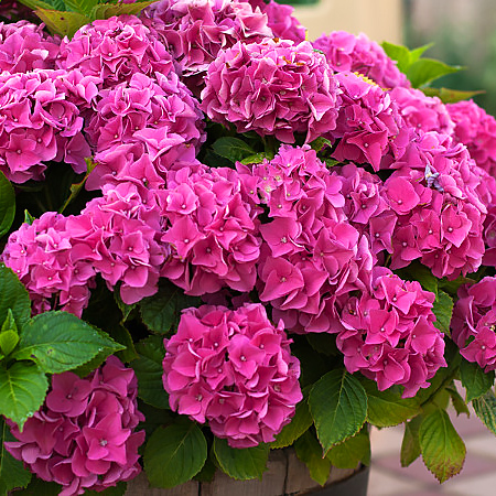 1 buc, Hortensia macrophylla Pink wonder - Răsaduri: Mod de ambalare: 1 buc