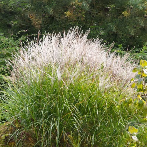 1 buc, Stuf chinezesc (Miscanthus) Silberspine - Răsaduri: Mod de ambalare: 1 buc