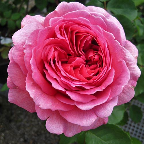 1 buc, Trandafir floribunda Frida - Butași: Mod de ambalare: 1 buc