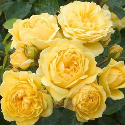1 buc, Trandafir floribunda Yellow Meilove - Butași: Mod de ambalare: 1 buc
