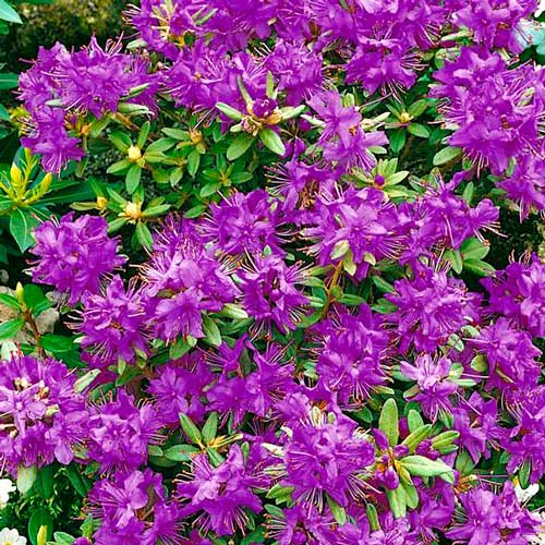 1 buc, Rhododendron Blue Silver - : Mod de ambalare: 1 buc