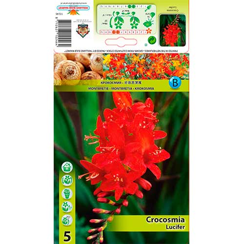5 buc, Crocosmia Lucifer - Bulbi: Mod de ambalare: 5 buc