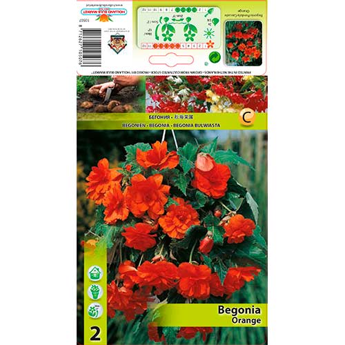 2 buc, Begonie Pendula Orange - Bulbi: Mod de ambalare: 2 buc