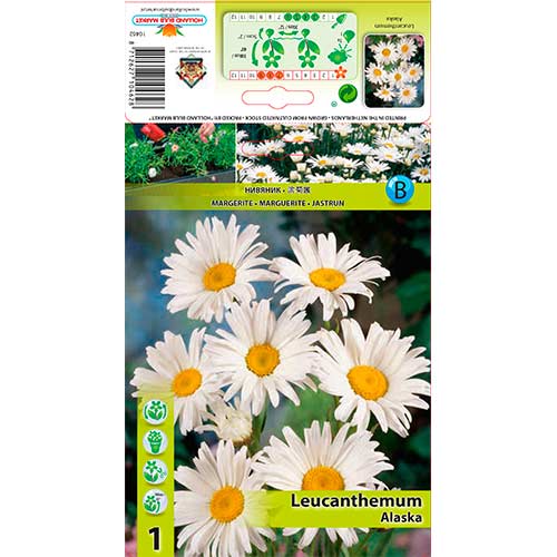 1 cib, Kopretina Alaaska - : Monžstvo balíkov: 1 cib
