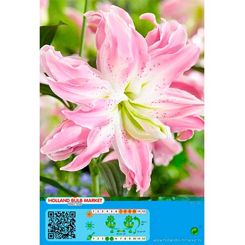 1 cib, Lilie orientální Lotus Elegance - : Monžstvo balíkov: 1 cib