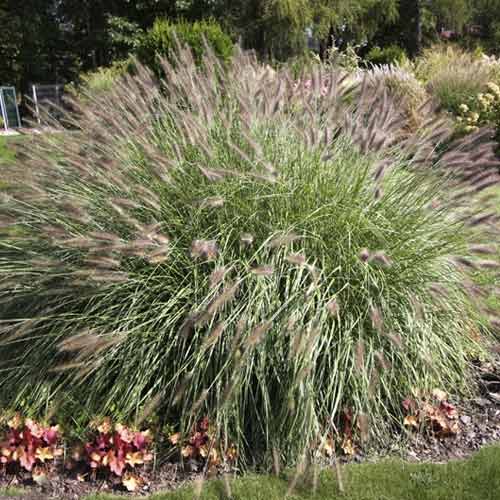 1 db, Tollborzfű (Pennisetum) Hameln, C3 - Palánták: Mod de ambalare: 1 db
