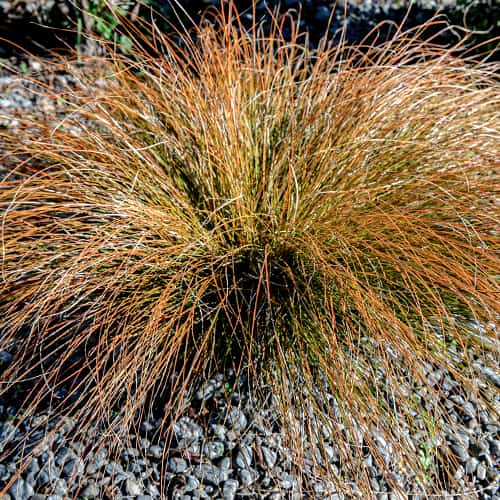 1 db, Carex Prairie Fire - Palánták: Mod de ambalare: 1 db
