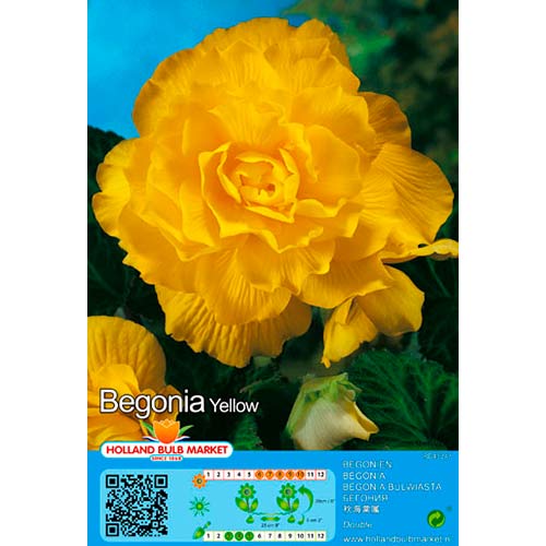 2 db, Begónia Double Yellow - Évelő: Mod de ambalare: 2 db