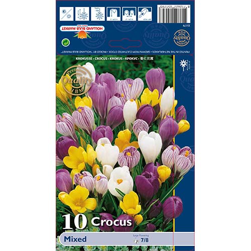 10 Stück, Großblütiger Krokus, Farbmischung - Blumenzwiebeln: Ilość w opakowaniu: 10 Stück