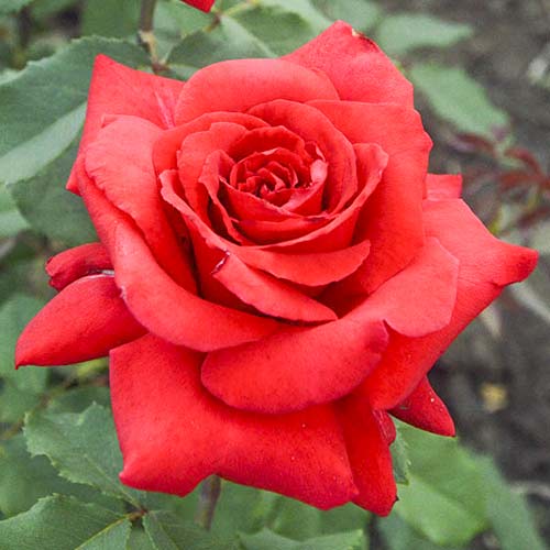 1 Pflanze(n), Großblumige Rose Red Berlin - Setzlinge: Ilość w opakowaniu: 1 Pflanze(n)