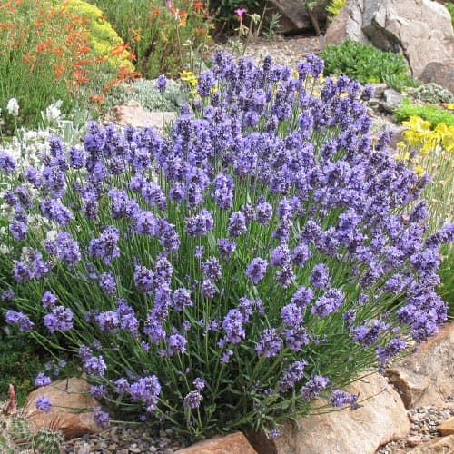1 Pflanze(n), Lavendel Dwarf Blue, P9 - Setzlinge: Ilość w opakowaniu: 1 Pflanze(n)