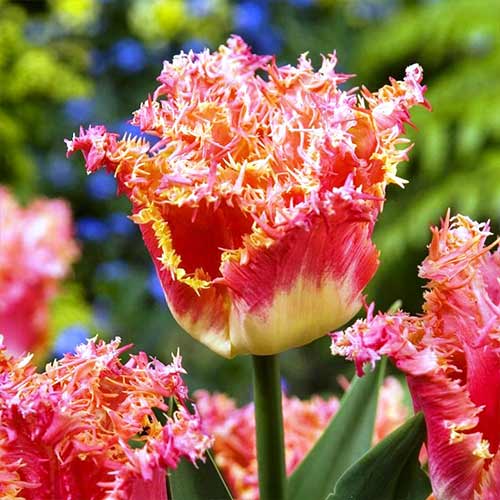 5 Stück, Tulpe Joint Devision - Blumenzwiebeln: Ilość w opakowaniu: 5 Stück
