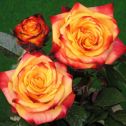 1 Pflanze(n), Rose Mein Munchen - Setzlinge: Ilość w opakowaniu: 1 Pflanze(n)