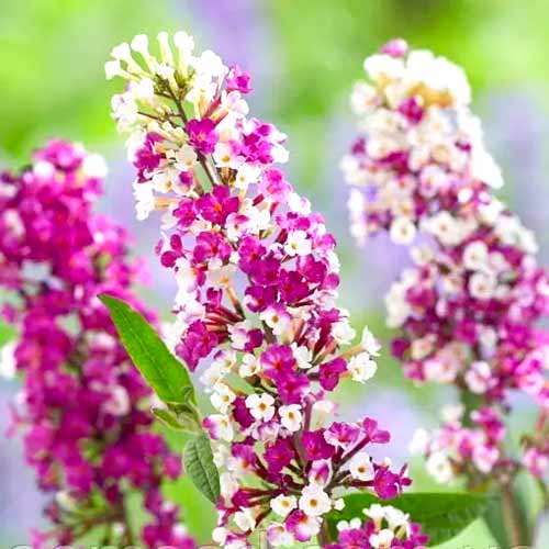 1 Stück, Buddleja davidii Berries Cream - Stauden: Ilość w opakowaniu: 1 Stück