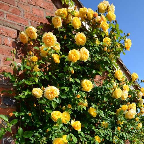 1 Pflanze(n), Kletterrose gelb - Setzlinge: Ilość w opakowaniu: 1 Pflanze(n)