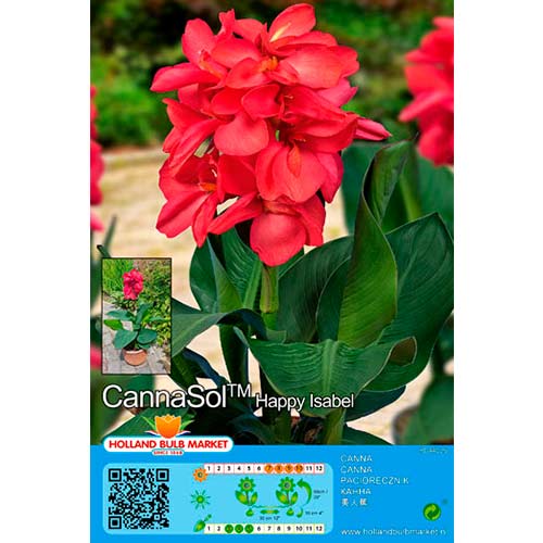 1 Stück, Canna (Cannasol) Happy Isabel - Stauden: Ilość w opakowaniu: 1 Stück