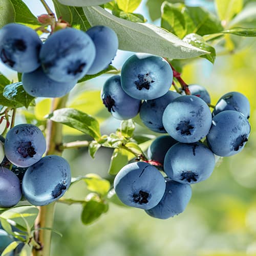 Mirtilo Spartan - Plântulas: Ilość w opakowaniu: 1 plant