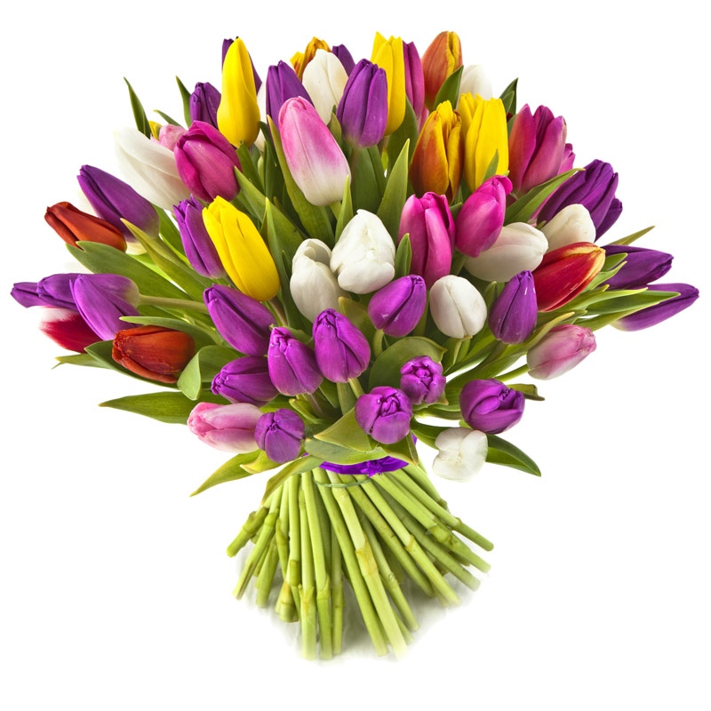50 kolorowych tulipanów