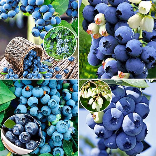 1 szt, Super Oferta! Zestaw borówek amerykańskich Gigant 4 sadzonki - Sadzonki: Ilość w opakowaniu: 4 sadz