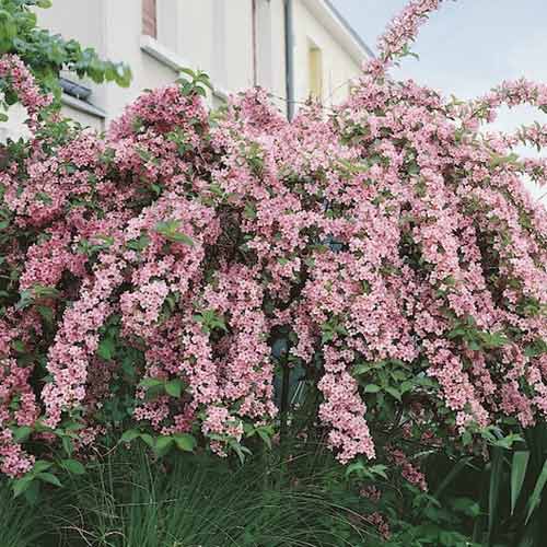 1 sadz, Weigela Pink Princess, С2 - Sadzonki: Ilość w opakowaniu: 1 sadz