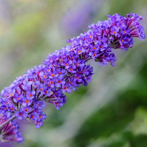 1 buc, Liliac de vară Nanho Blue, P9 - Răsaduri: Mod de ambalare: 1 buc