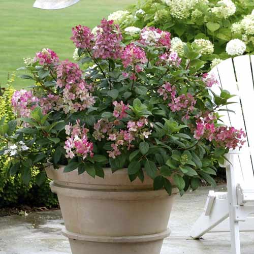 1 buc, Hortensia paniculată Little Quick Fire PBR, C3 - Puieți: Mod de ambalare: 1 buc