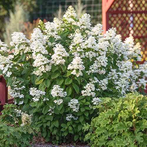 1 buc, Hortensia paniculată White - Răsaduri: Mod de ambalare: 1 buc