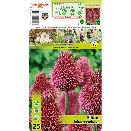 25 none, Allium Sphaerocephalon - Blumenzwiebeln: Ilość w opakowaniu: 25 none
