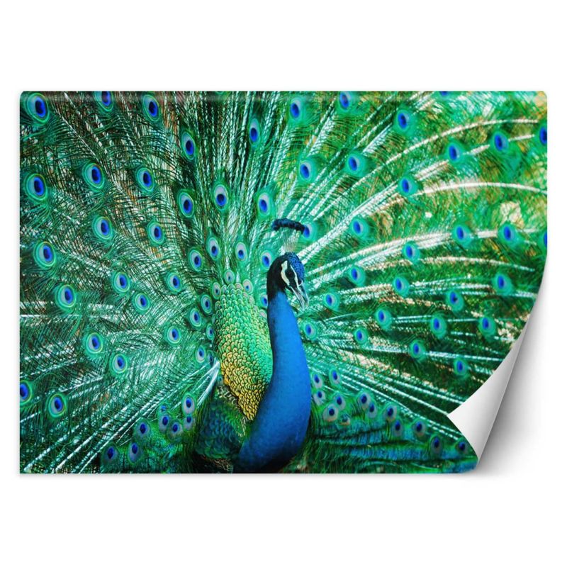 Fototapeta Feeby Kolorowy paw 450x315 1 szt