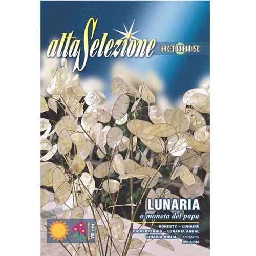 1 szt, Miesiącznica roczna (Lunaria annua) Morami - Nasiona: Ilość w opakowaniu: 1.5 g
