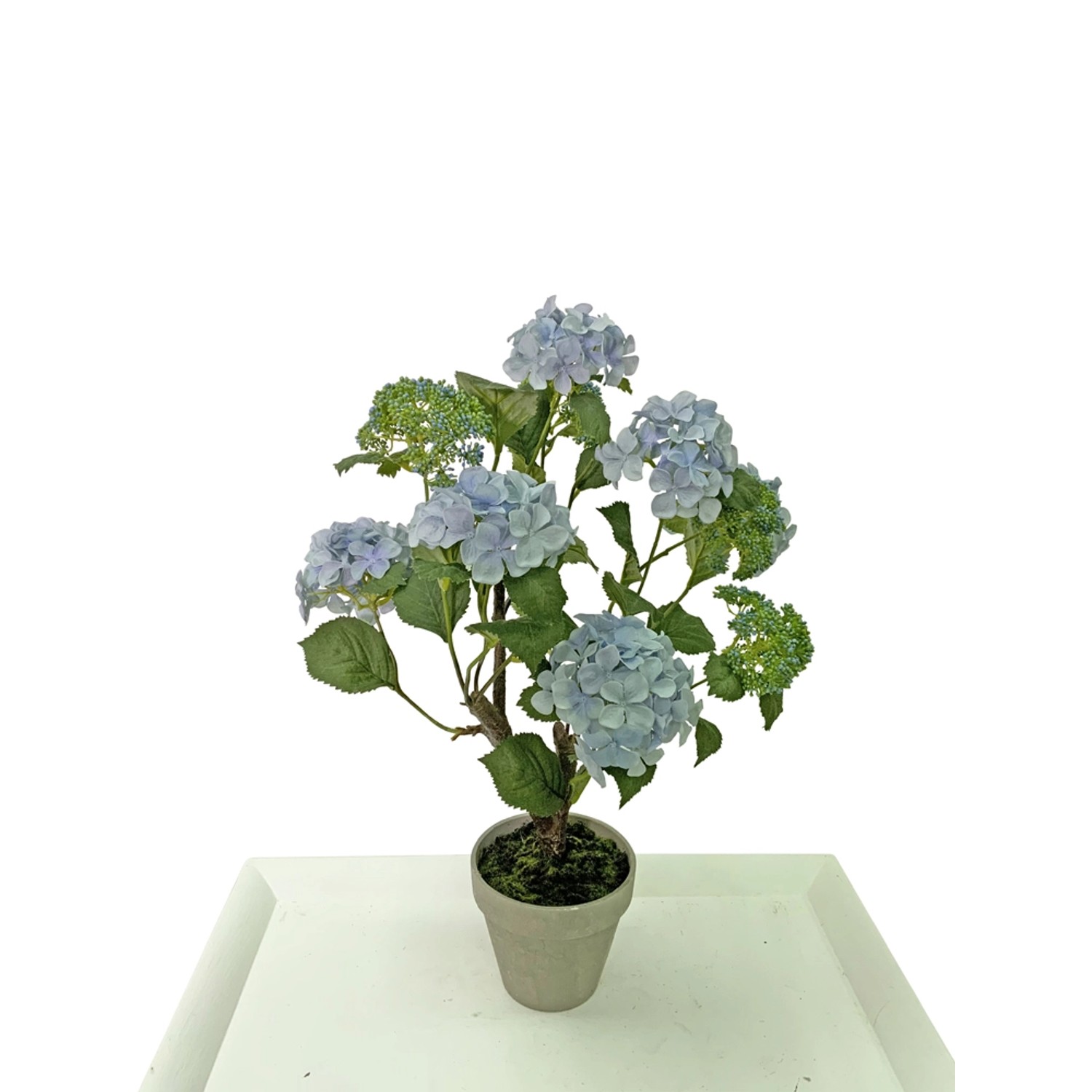 Hortensja niebieska w doniczce wys. 56 cm