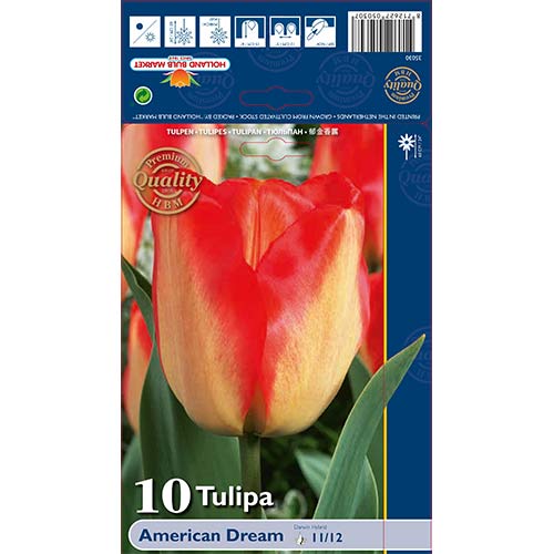 10 kus, Tulipán American Dream - : Monžstvo balíkov: 10 kus