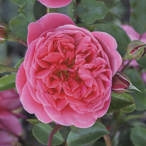 1 saz, Růže floribunda Raspberry , С3 - : Monžstvo balíkov: 1 saz