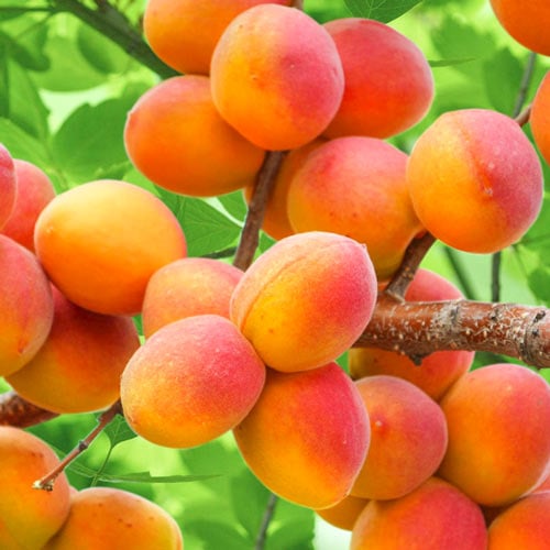 Albaricoque Perla, С2 - Plántulas: Ilość w opakowaniu: 1 plantas