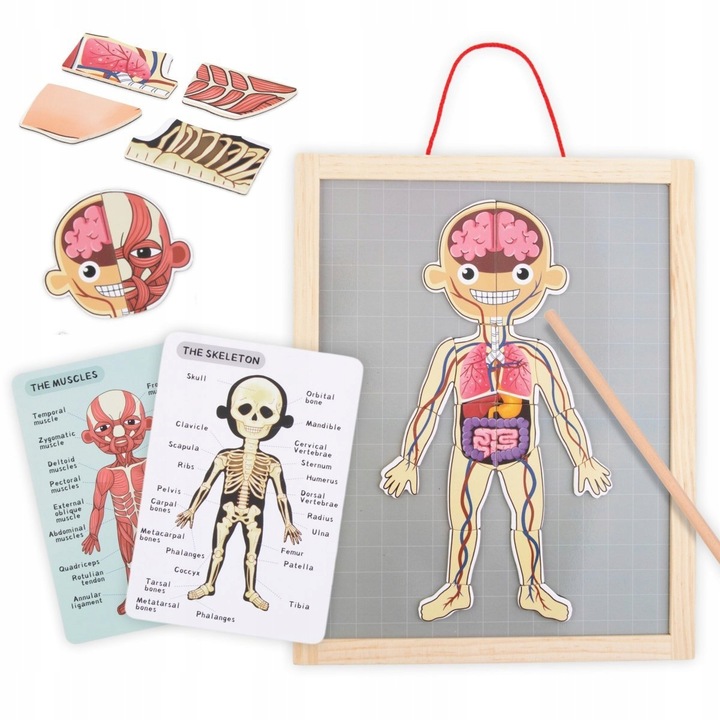 Drewniane puzzle magnetyczne anatomia ciała AL