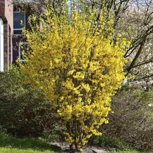 1 buc, Forsythia Goldrausch, C3 - Puieți: Mod de ambalare: 1 buc