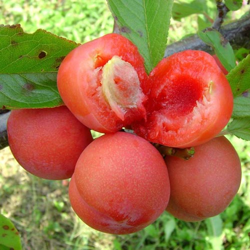Ciruela Jamaica, С2 - Plántulas: Ilość w opakowaniu: 1 plantas