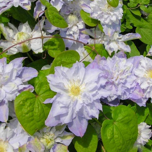 1 szt, Clematis (Powojnik) Veronica's Choice - Sadzonki: Ilość w opakowaniu: 1 sadz