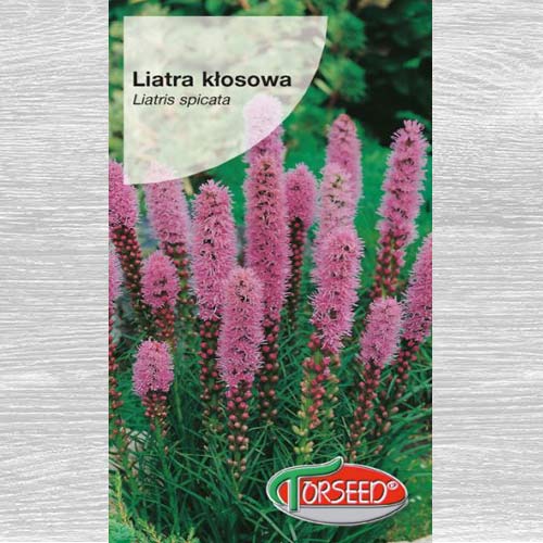 1 szt, Liatra kłosowa purpuroworóżowa - Nasiona: Ilość w opakowaniu: 0.5 g